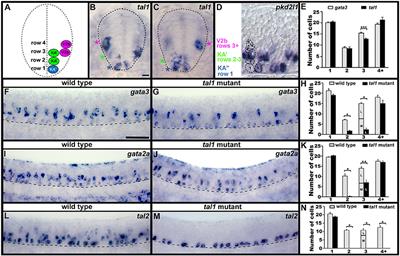 Tal1, Gata2a, and Gata3 Have Distinct Functions in the Development of V2b and Cerebrospinal Fluid-Contacting KA Spinal Neurons